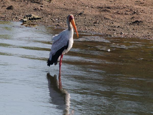 <h3><a href="/trips/safari/biota/animalia/chordata/aves/014 ciconiiformes/001 ciconiidae/mycteria ibis/mycteria ibis-en.html">Mycteria&nbsp;ibis</a> / Yellow‑billed&nbsp;stork / Afrikaanse&nbsp;nimmerzat</h3>OM-1 Mark II with OLYMPUS M.150-400mm F4.5 TC, 1/2000 sec at F5.6, ISO 640, distance 108&nbsp;m